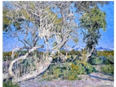 arbre-en-provence.jpg